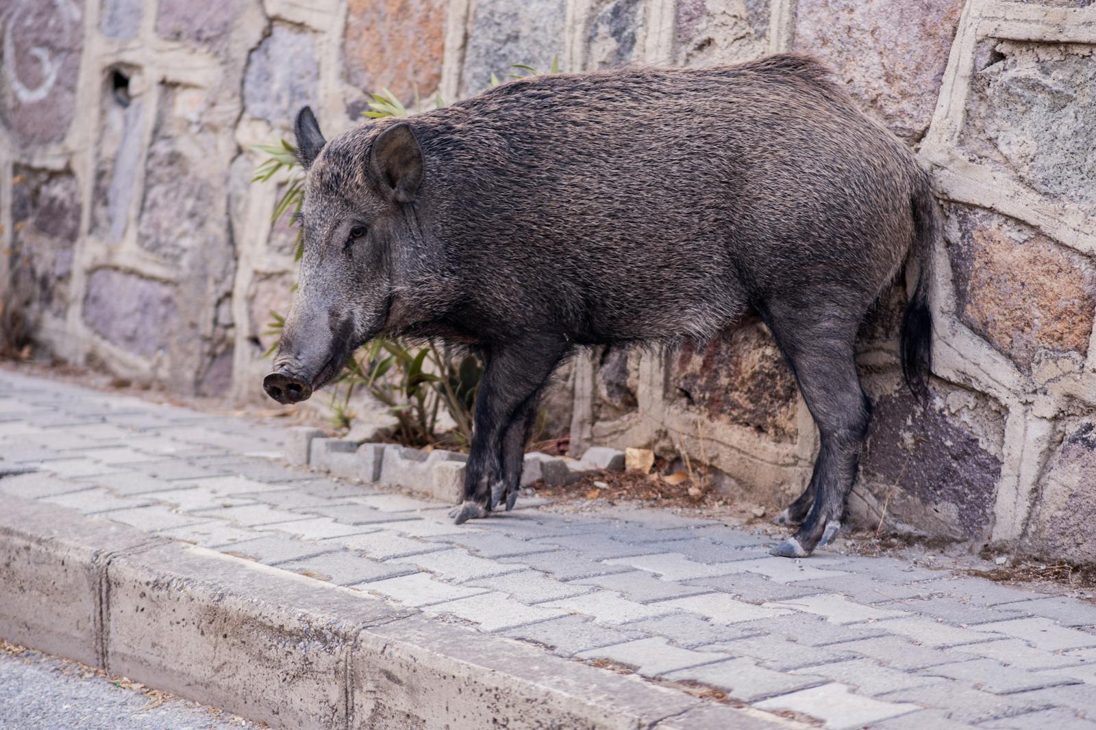 Wild boar standing on a sidewalk near a stone wall in İzmir, showcasing urban wildlife.