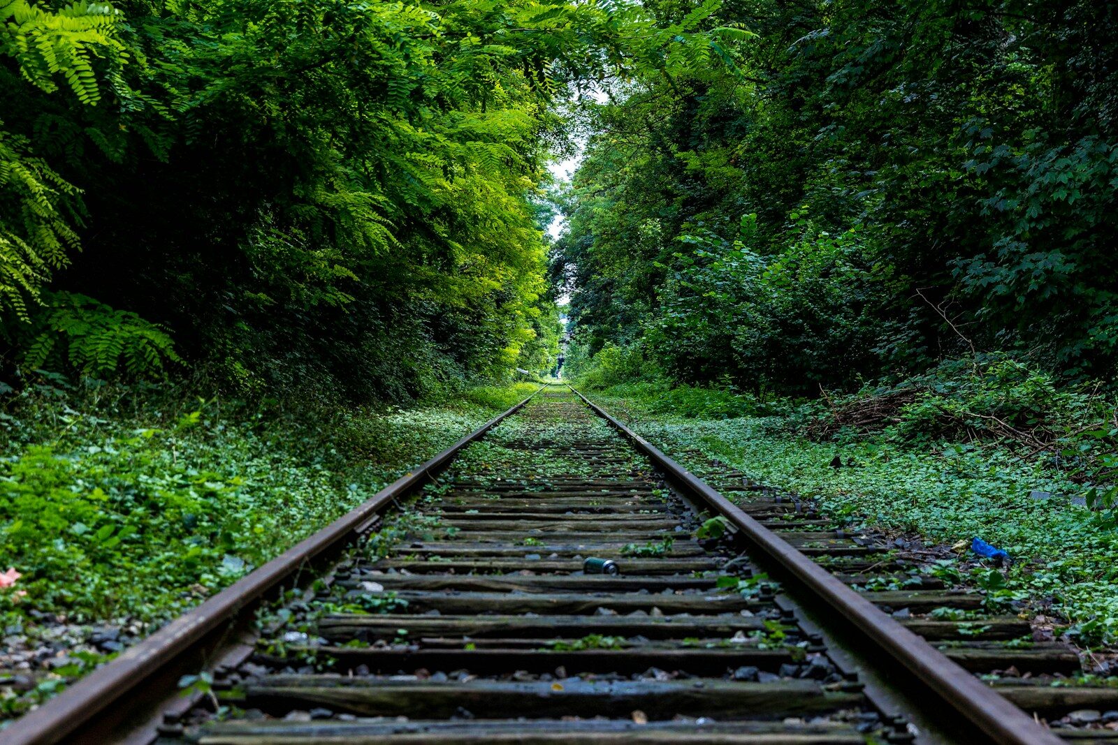 train rail surround by trees