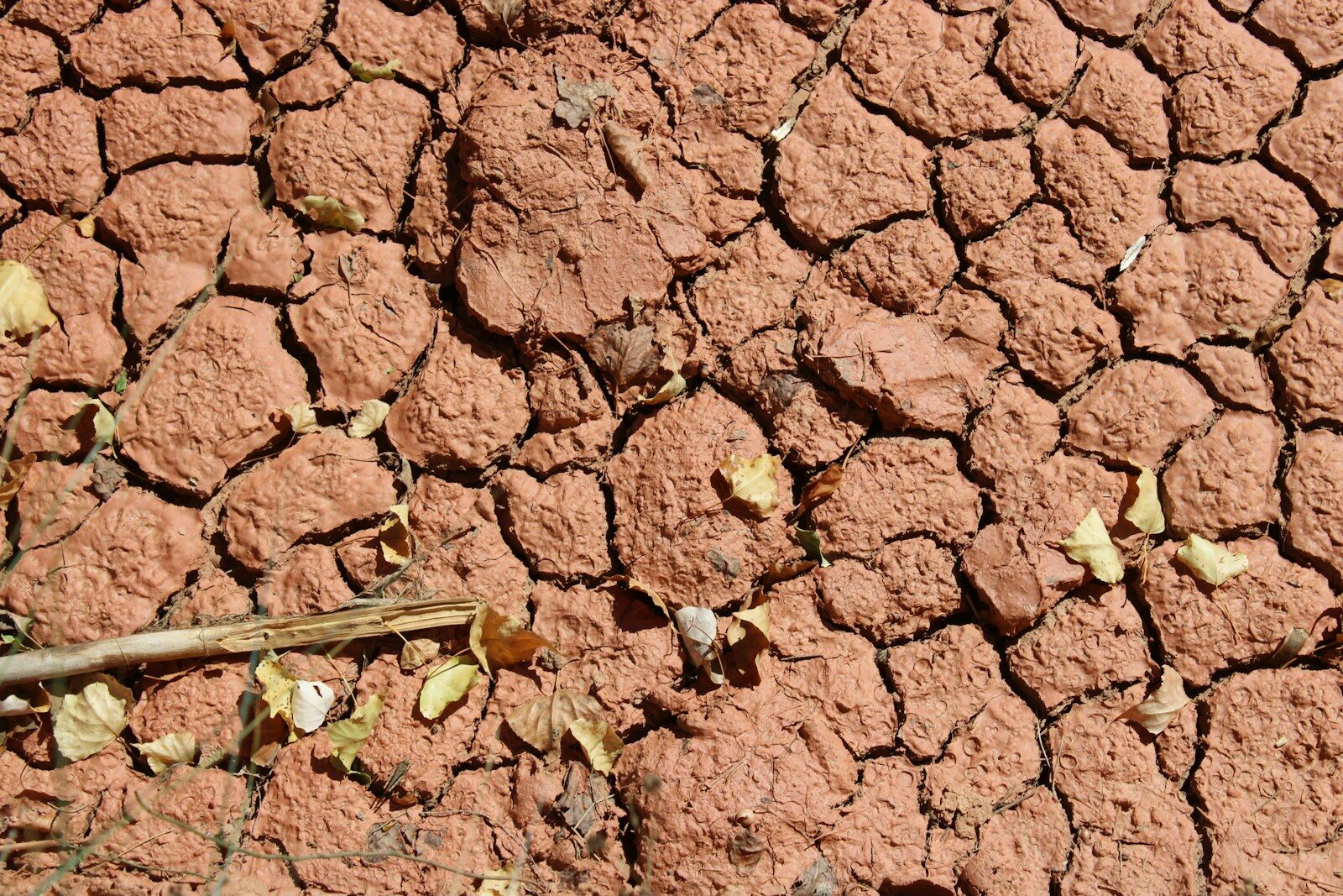 A bird is sitting on the ground in the dirt
